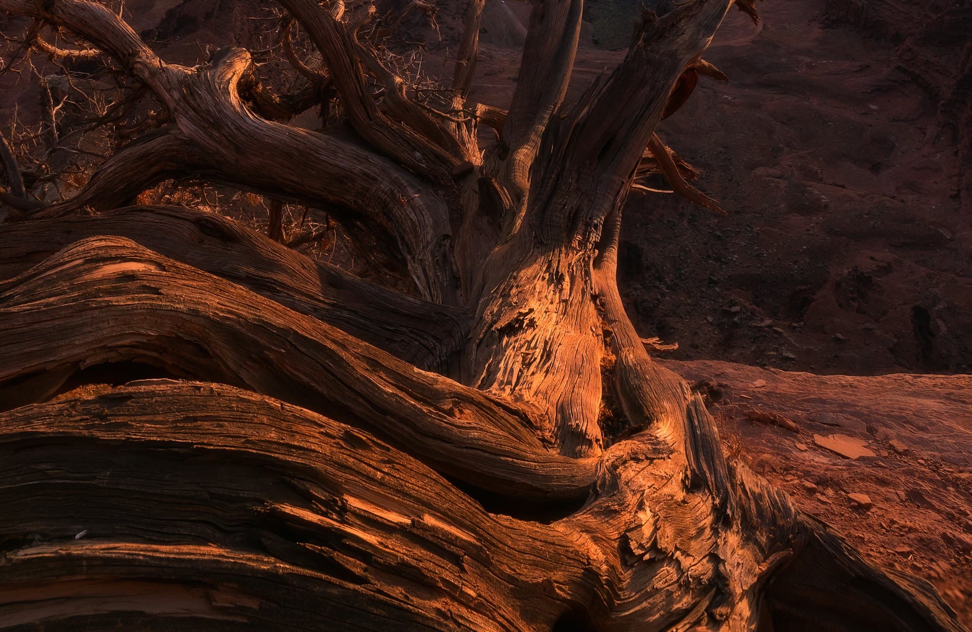 Warm desert canyon at sunrise